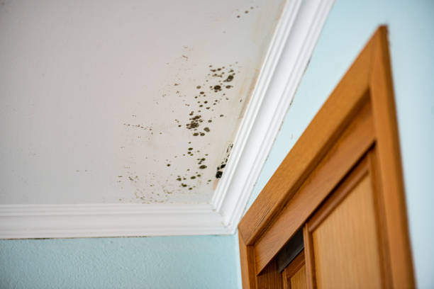 Best Mold Removal Specialists  in El Jebel, CO
