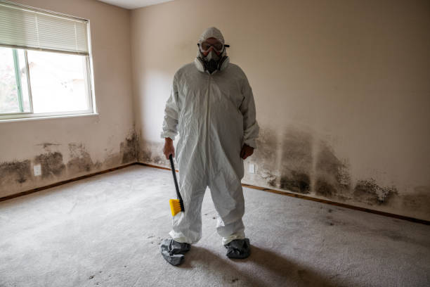 Certified Mold Removal in El Jebel, CO